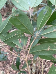 Beilschmiedia tsangii