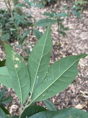 Beilschmiedia tsangii