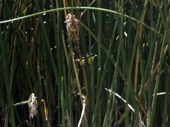Tachuris rubrigastra