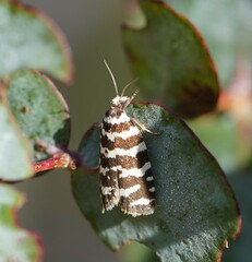 Paracochylis amoenana