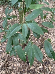 Beilschmiedia tsangii