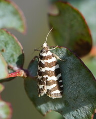 Paracochylis amoenana