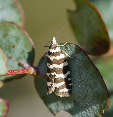 Paracochylis amoenana