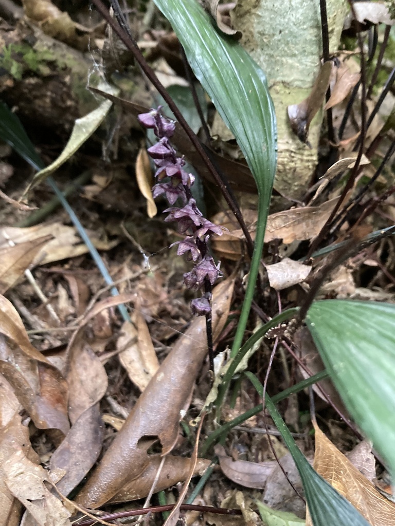 Peliosanthes kaoi