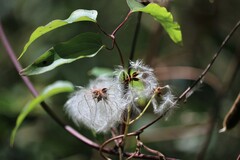 Clematis glycinoides