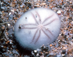 Mortonia australis