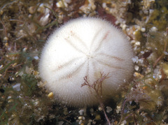 Mortonia australis image
