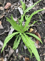 Malacothrix saxatilis