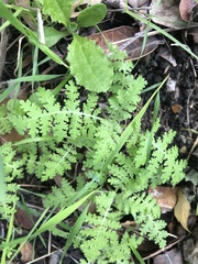 Eucrypta chrysanthemifolia