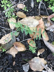 Vicia ludoviciana