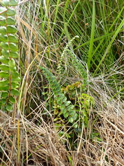 Pellaea rotundifolia