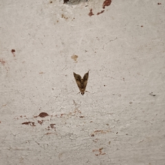 Pyraloidea