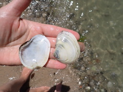 Macomona liliana