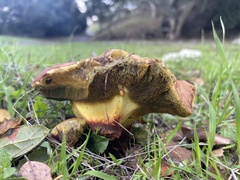 Xerocomellus dryophilus