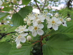 Alniaria alnifolia