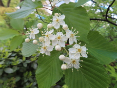 Alniaria alnifolia