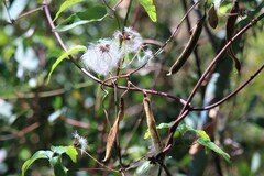 Clematis glycinoides