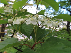 Alniaria alnifolia