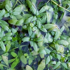 Plantaginaceae