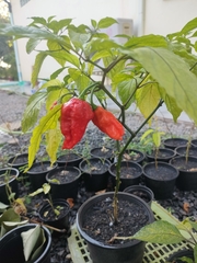 Capsicum chinense