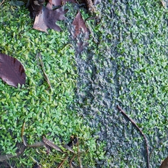 Plantaginaceae