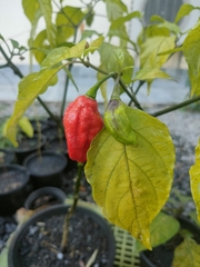 Capsicum chinense