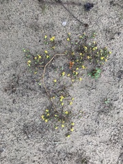 Lessingia germanorum