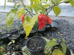 Capsicum chinense