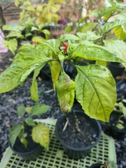 Capsicum chinense