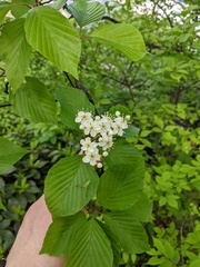 Alniaria alnifolia