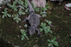Sceloporus mucronatus