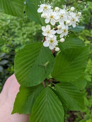 Alniaria alnifolia