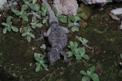 Sceloporus mucronatus