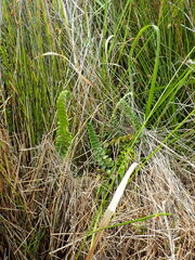 Pellaea rotundifolia