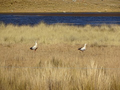 Oressochen melanopterus