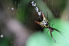 Micrathena sexspinosa