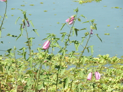 Hibiscus striatus