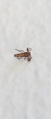 Micrathena