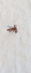 Micrathena