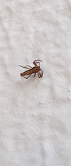 Micrathena