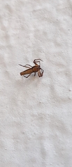 Micrathena