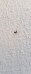 Micrathena