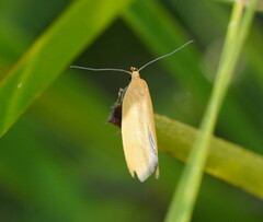 Telocharacta hemicroca