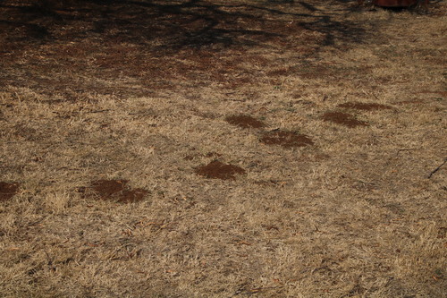 Cryptomys pretoriae
