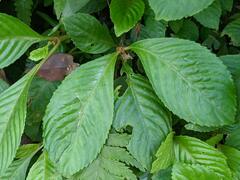 Rhynchotechum formosanum