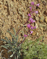 Penstemon patens