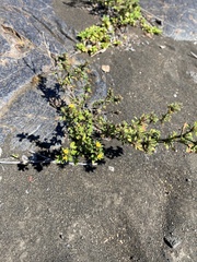 Stylosanthes viscosa