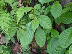 Rhynchotechum formosanum