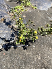 Stylosanthes viscosa