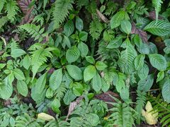 Rhynchotechum formosanum